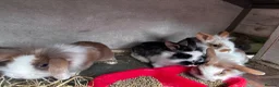 Mini Lion Lop rabbits for sale: 5 Beautiful Mini Lionhead Lops £50 Each. - Advert 8