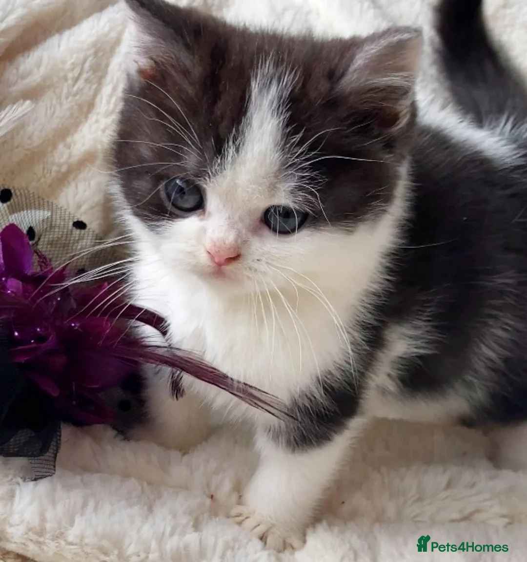 British Shorthair cats for sale: Gorgeous British Shorthairs TICA Registered - Advert 13