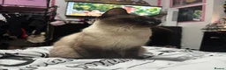 Mixed Breed cats for sale: Kittens - Advert 2