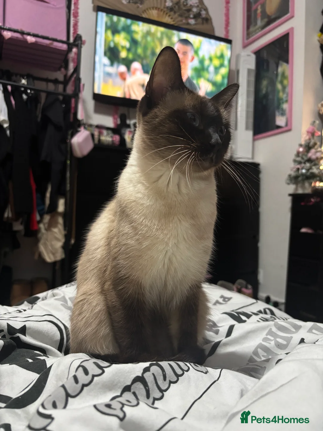 Mixed Breed cats for sale: Kittens - Advert 2
