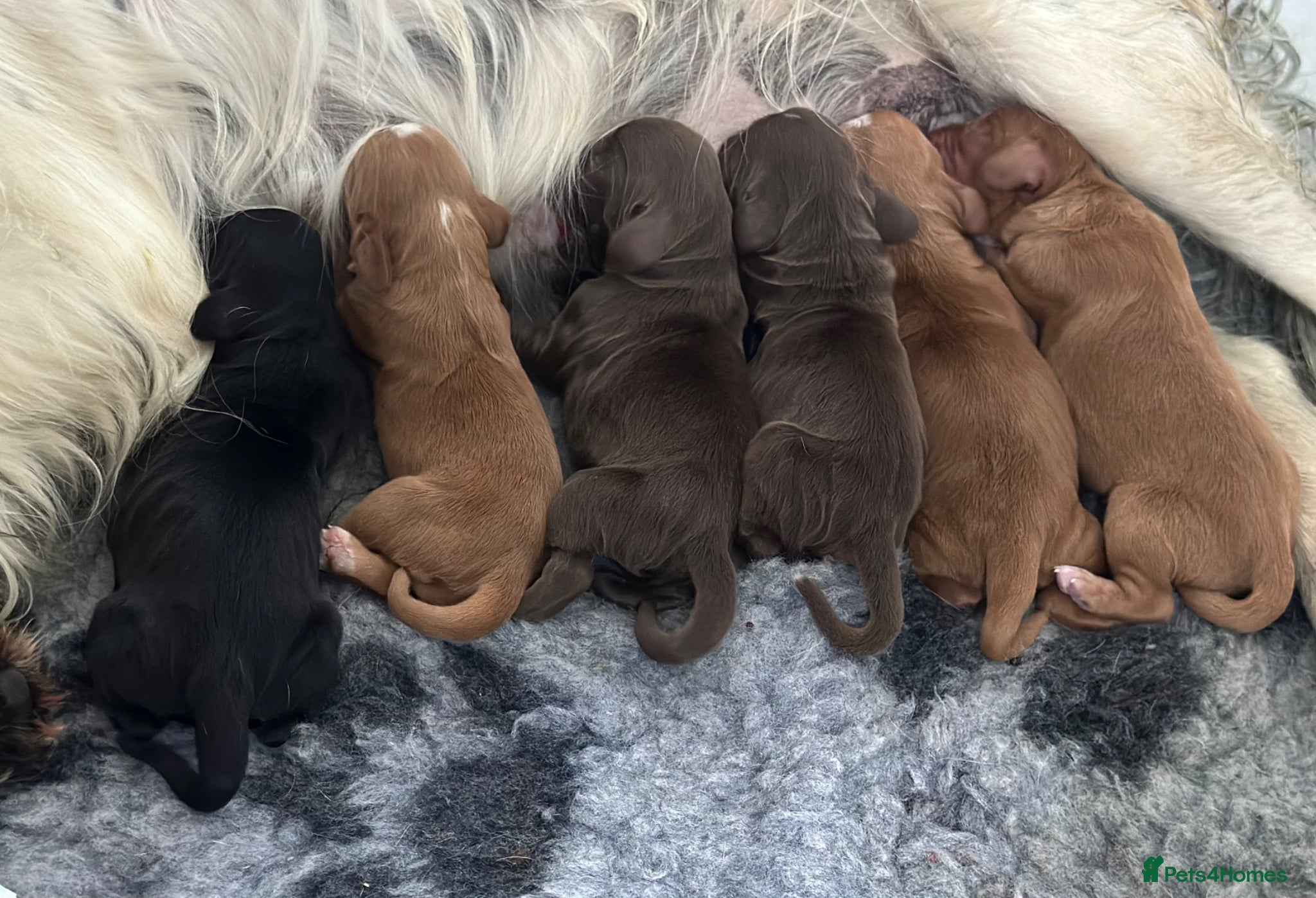 Cocker Spaniel dogs Cocker Spaniel Puppies - Advert 13