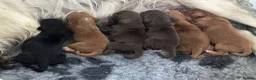 Cocker Spaniel dogs for sale: Cocker Spaniel Puppies - Advert 1