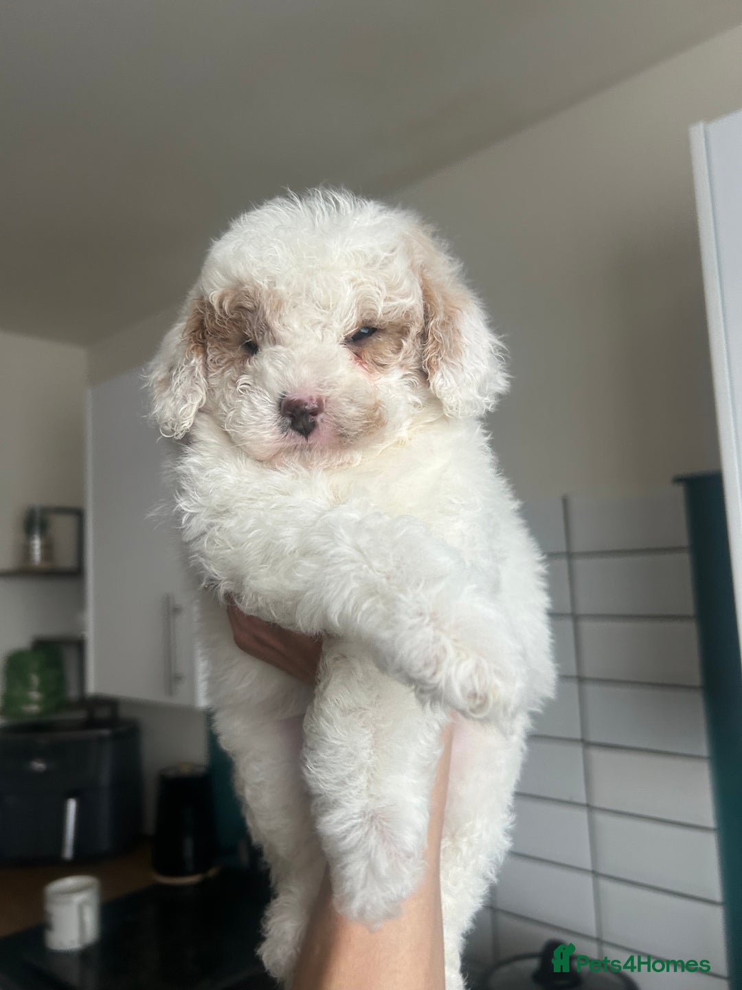 Toy Poodle dogs for sale: Beautiful phanotom toy poodle boys  - Advert 26