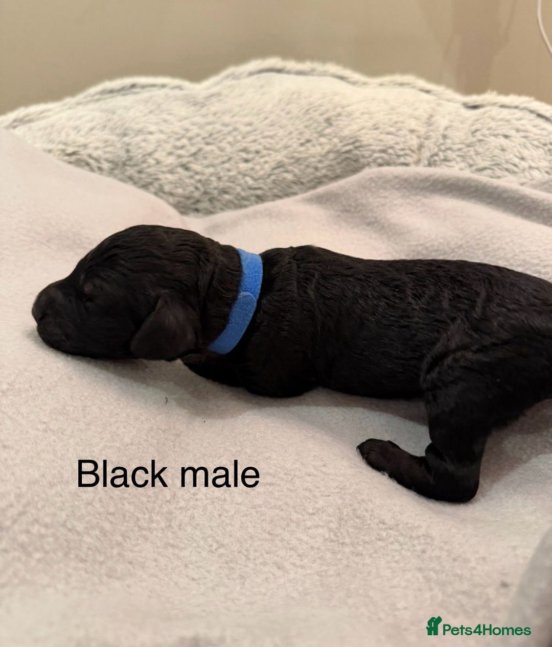 Cockapoo dogs for sale: F1b Cockapoo Puppies - Image 3