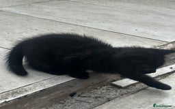 Mixed Breed cats for sale: 3 female kittens ready to go  - Image 27