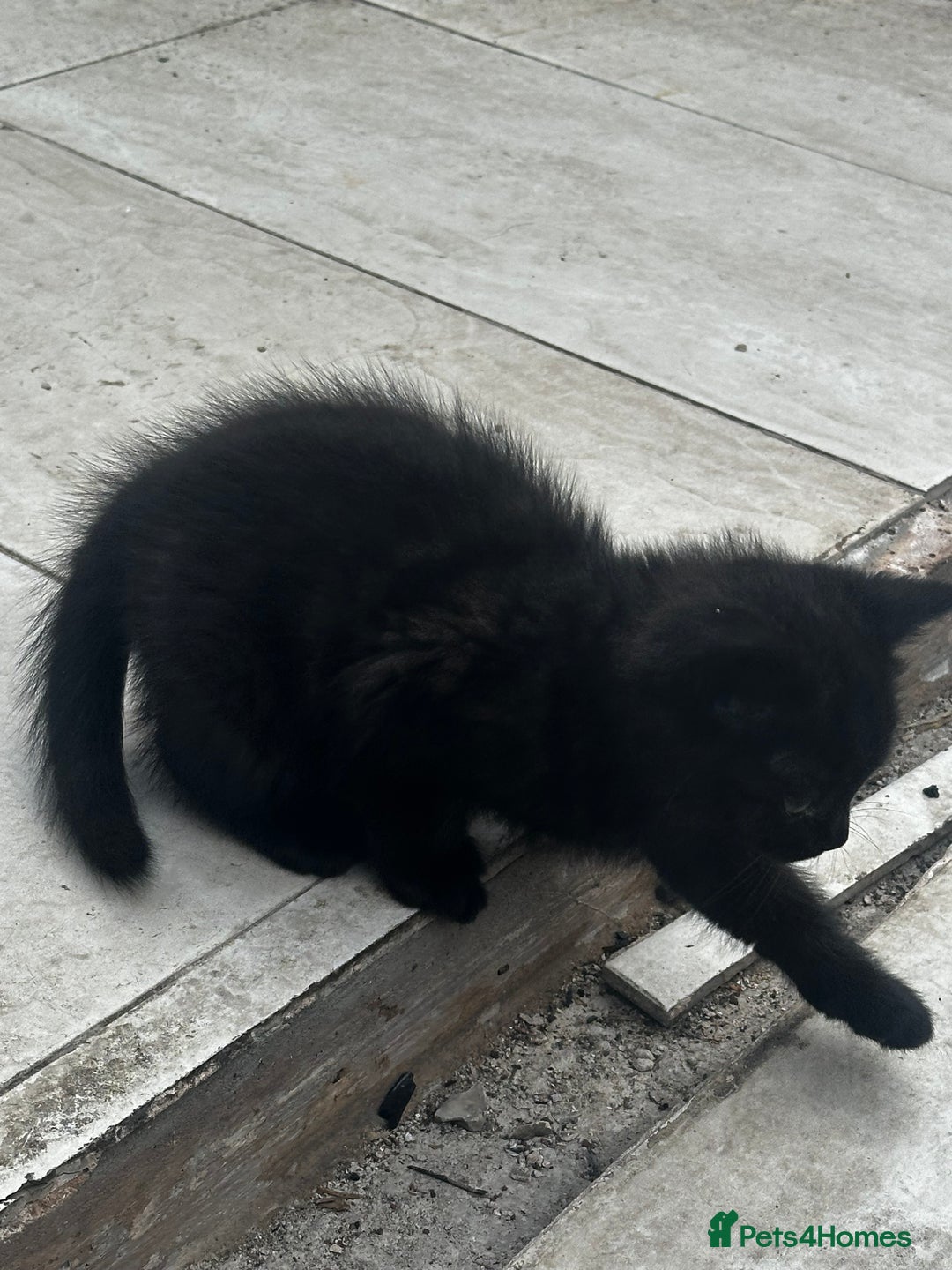 Mixed Breed cats for sale: 3 female kittens ready to go  - Image 27