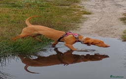 Hungarian Vizsla dogs for sale: Hungarian Vizsla Puppies due mid Dec - Advert 2