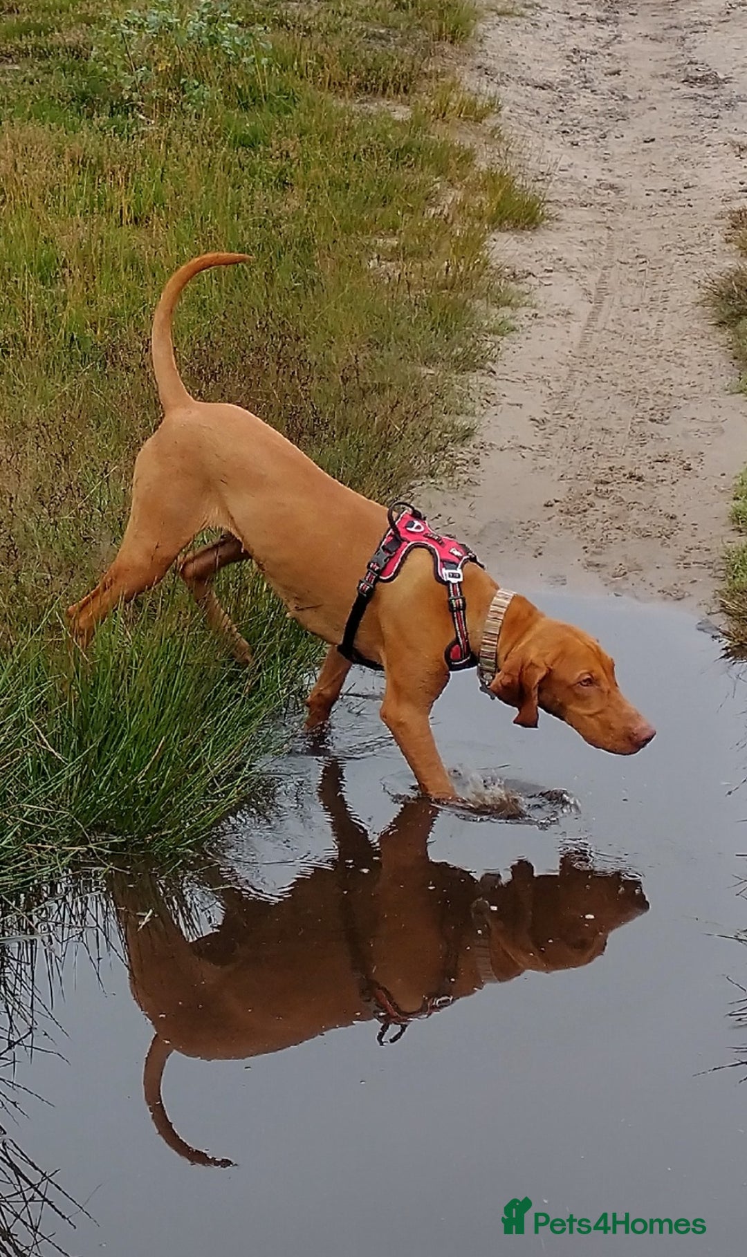 Hungarian Vizsla dogs for sale: Hungarian Vizsla Puppies due mid Dec - Advert 2
