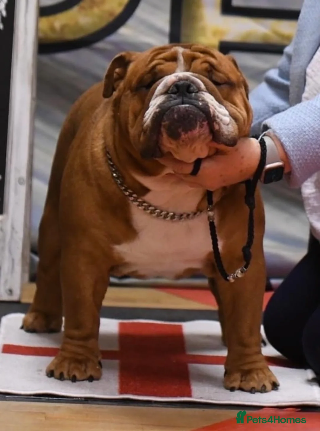 English Bulldog dogs for stud: Our Stunning English Bulldog Carter  in York - Advert 21