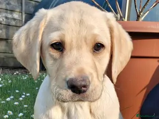 Labrador Retriever dogs Chunky KC reg Labrador Pups - Advert 2