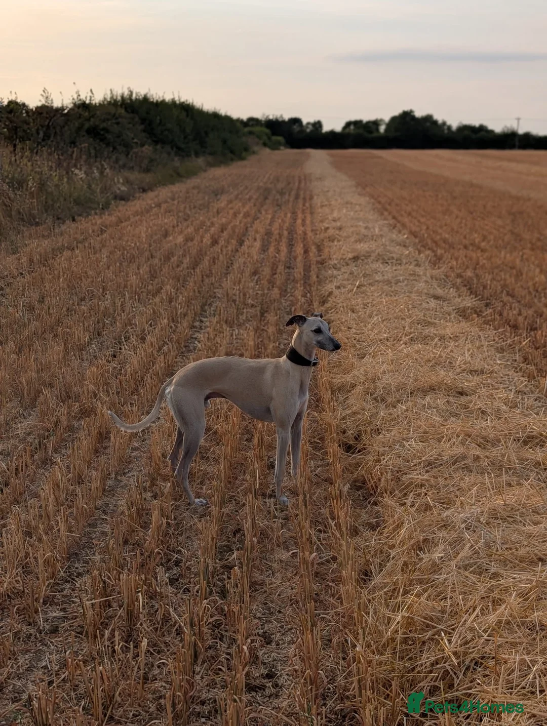 Mixed Breed dogs for sale: Collie x Whippet Pups in Wellingborough - Advert 2