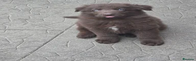 German Shepherd 2
