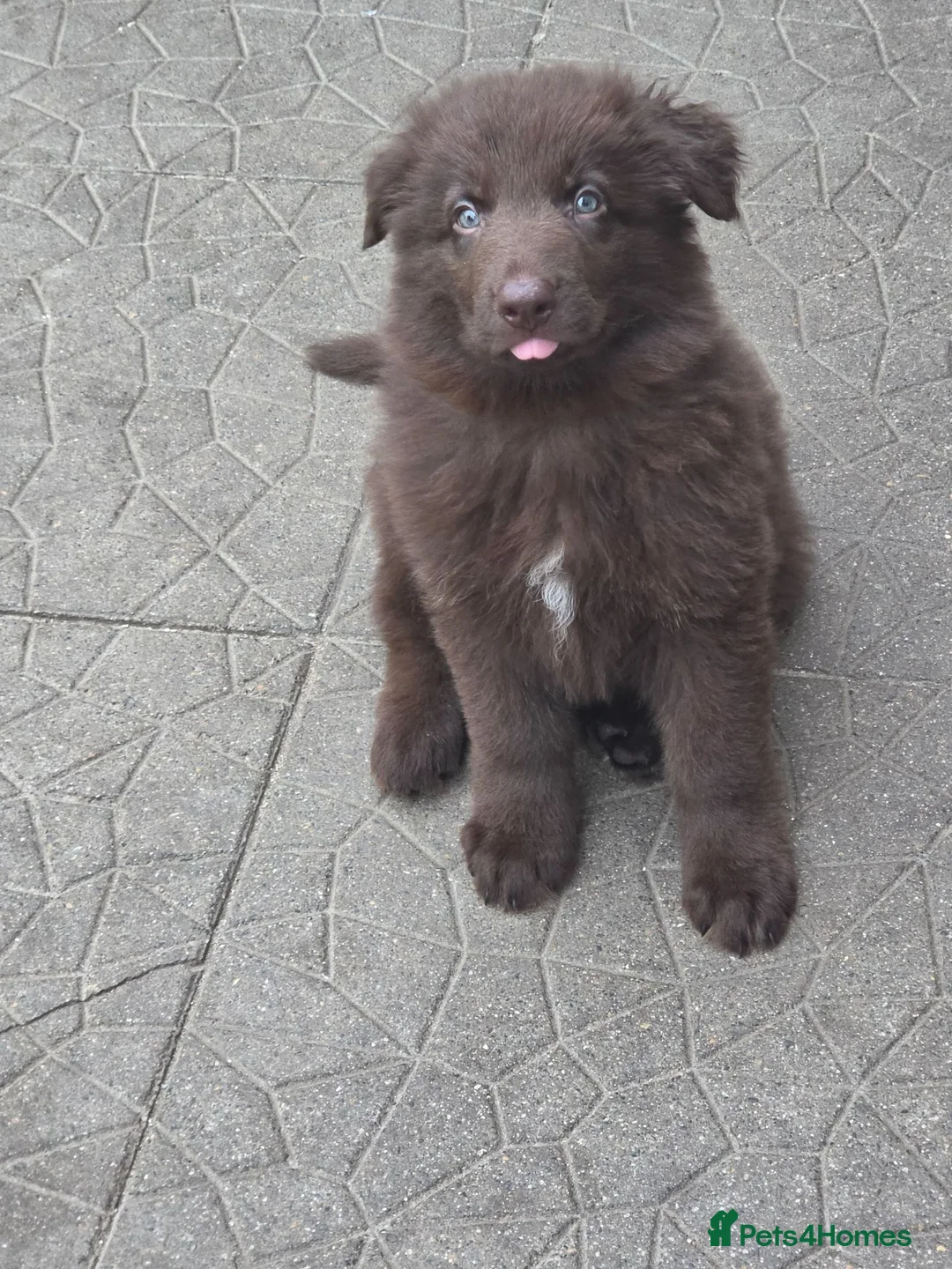 German Shepherd dogs for sale: German shepherd pups - Advert 11