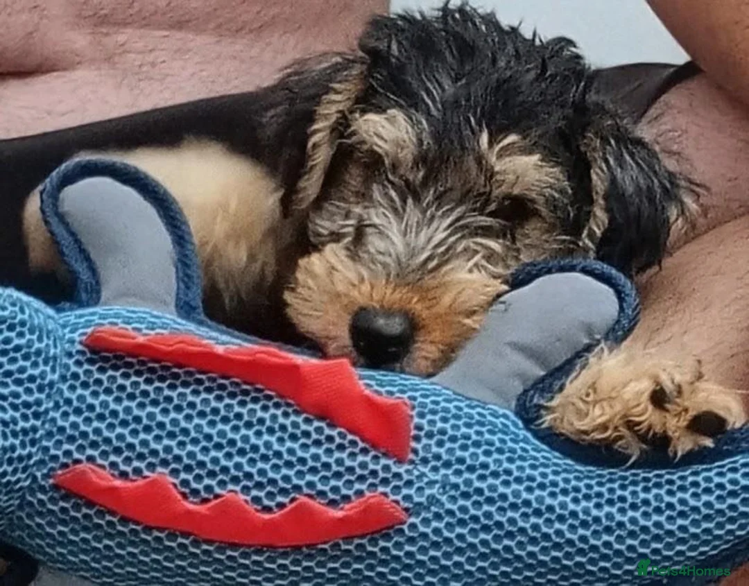 Lakeland Terrier dogs for sale: SHOW KC Registered Lakeland Terrier  - Advert 10