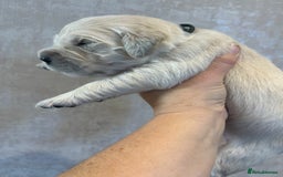 Golden Retriever dogs for sale: KC Reg pups, Health tested parents. - Image 4