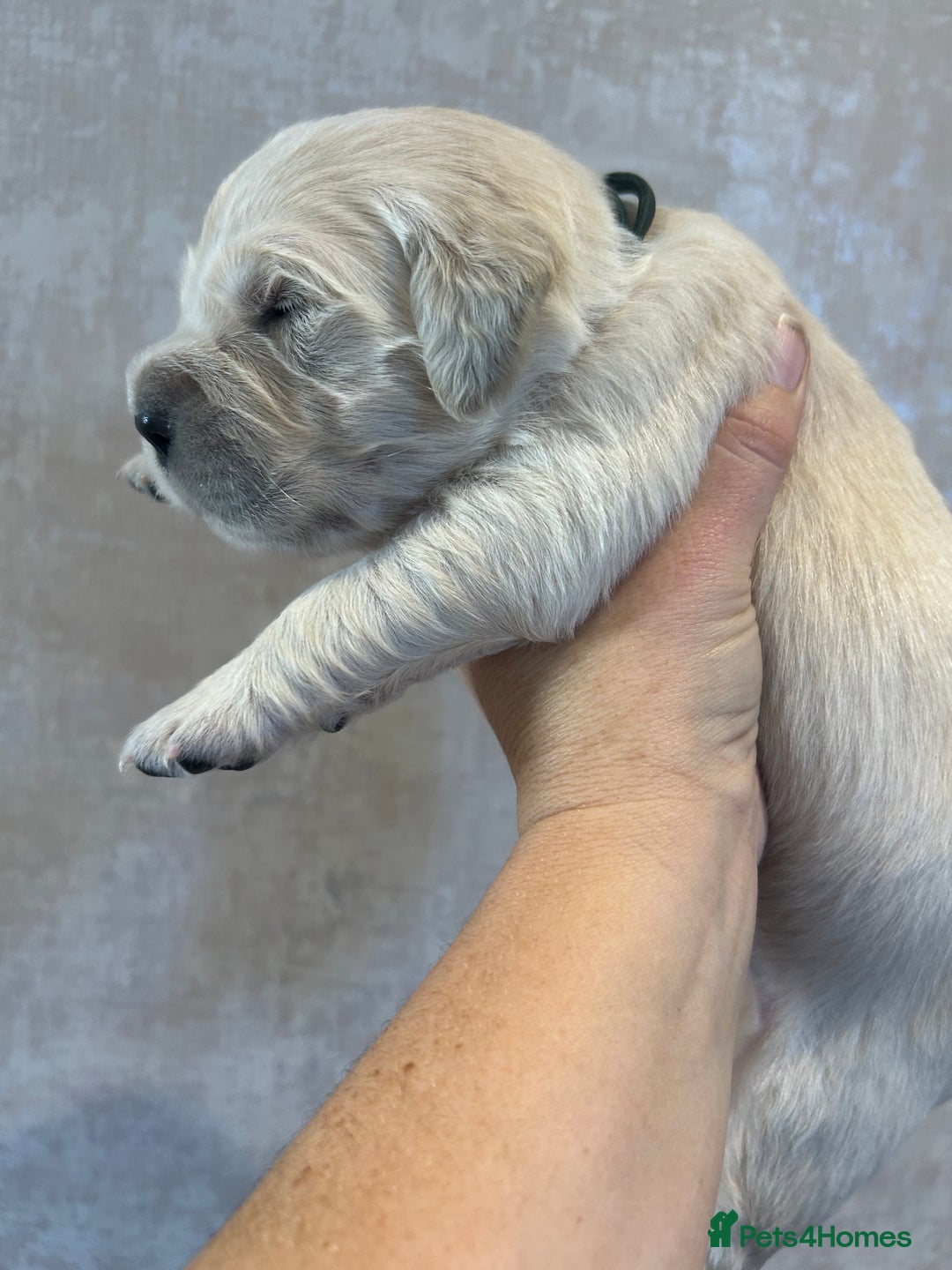 Golden Retriever dogs for sale: KC Reg pups, Health tested parents. - Image 4