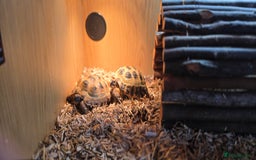Tortoise reptiles for sale: Horsefield tortoises  - Advert 4