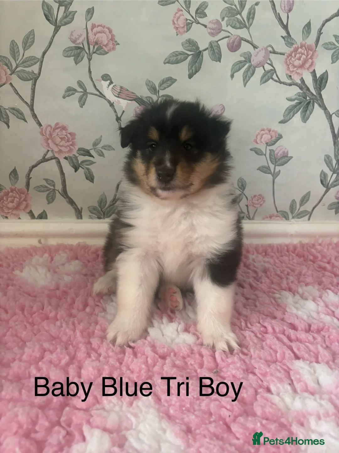 Rough Collie dogs for sale: GENETICALLY TESTED CLEAR, NON AFFECTED, LOW RISK in Hemel Hempstead - Advert 31