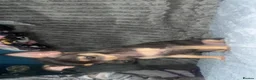 Chihuahua dogs for sale: Beautiful chihuahua puppies looking for a home in Lyndhurst - Advert 16