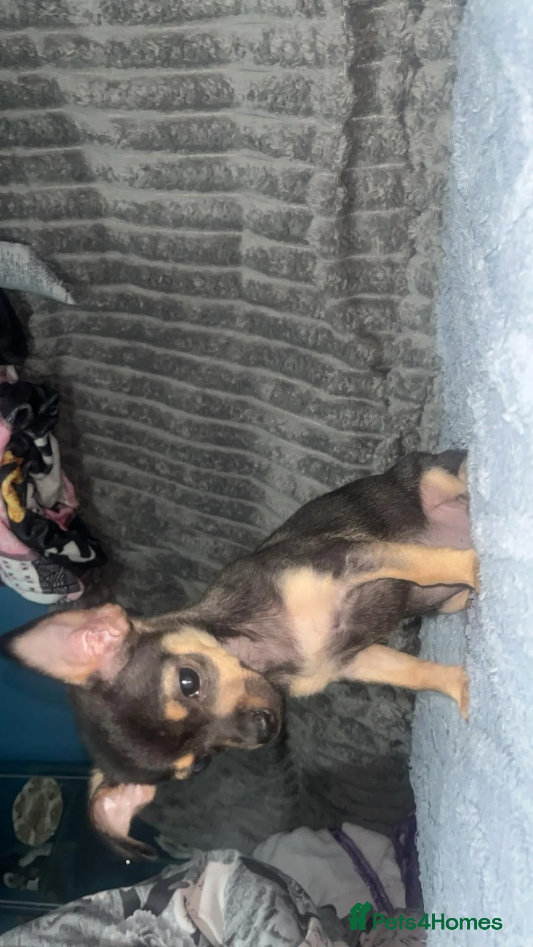 Chihuahua dogs for sale: Beautiful chihuahua puppies looking for a home in Lyndhurst - Advert 16