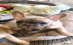 French Bulldog dogs for sale: French bulldog  - Image 18