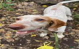 Pointer dogs for adoption: Jimmy is looking for an amazing forever home - Image 1