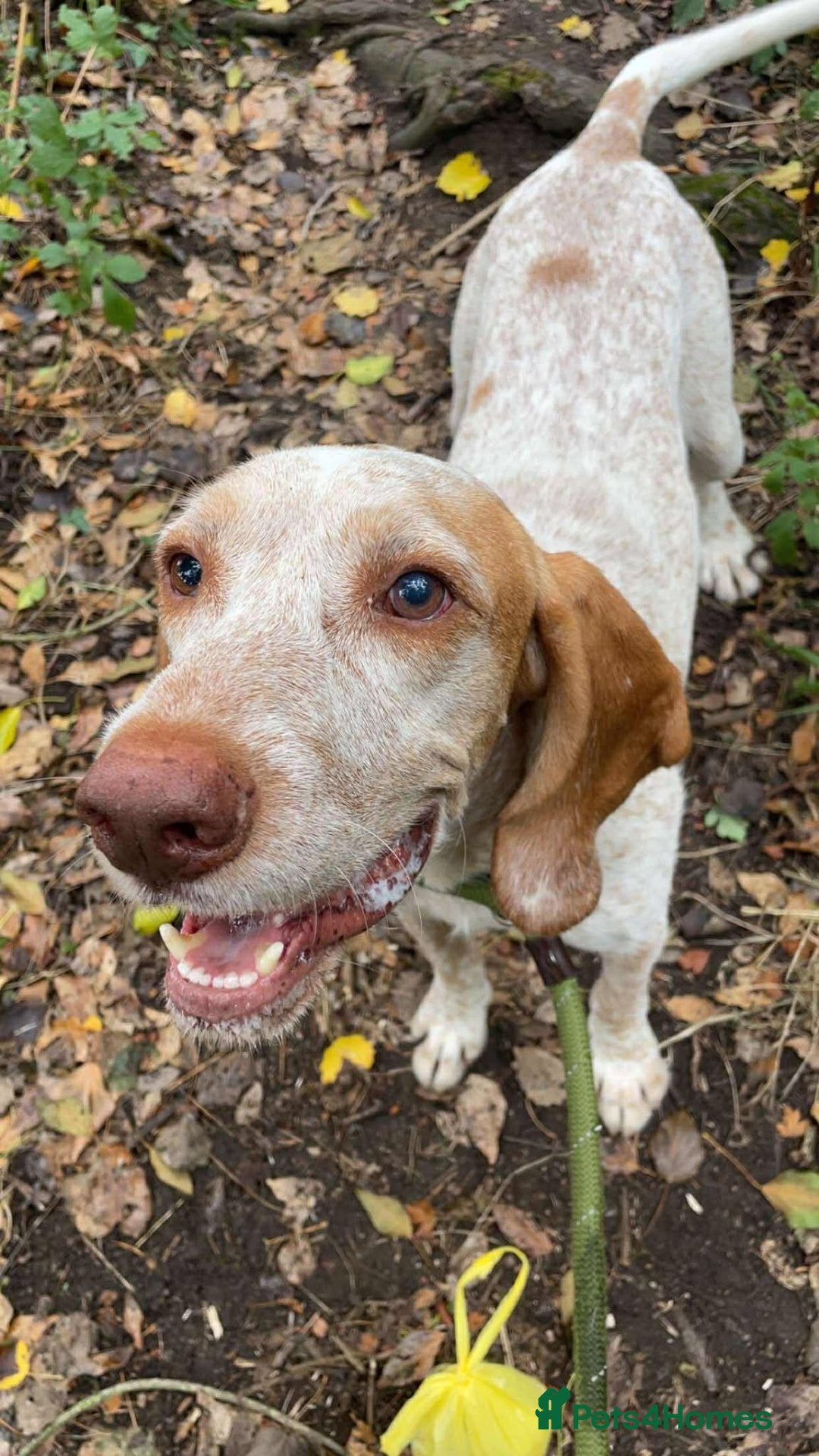 Pointer dogs for adoption: Jimmy is looking for an amazing forever home - Image 1