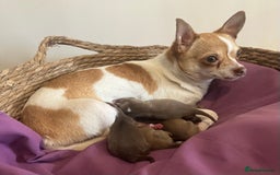Chihuahua dogs for sale: Chihuahua Puppies - with starter kits  - Image 13