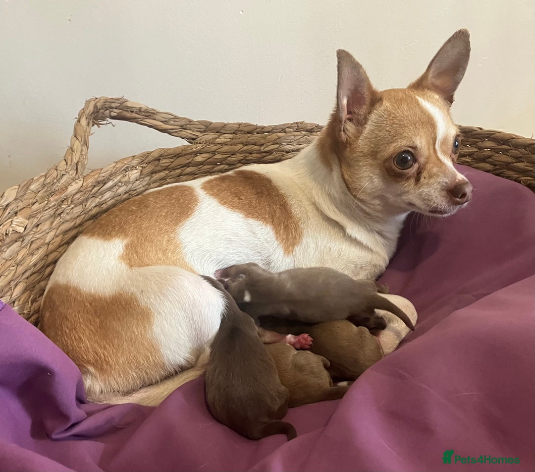 Chihuahua dogs for sale: Chihuahua Puppies - with starter kits  - Image 13