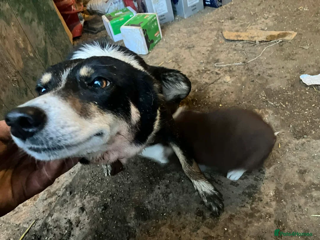 Border Collie dogs for sale: Collie pups  - Advert 2