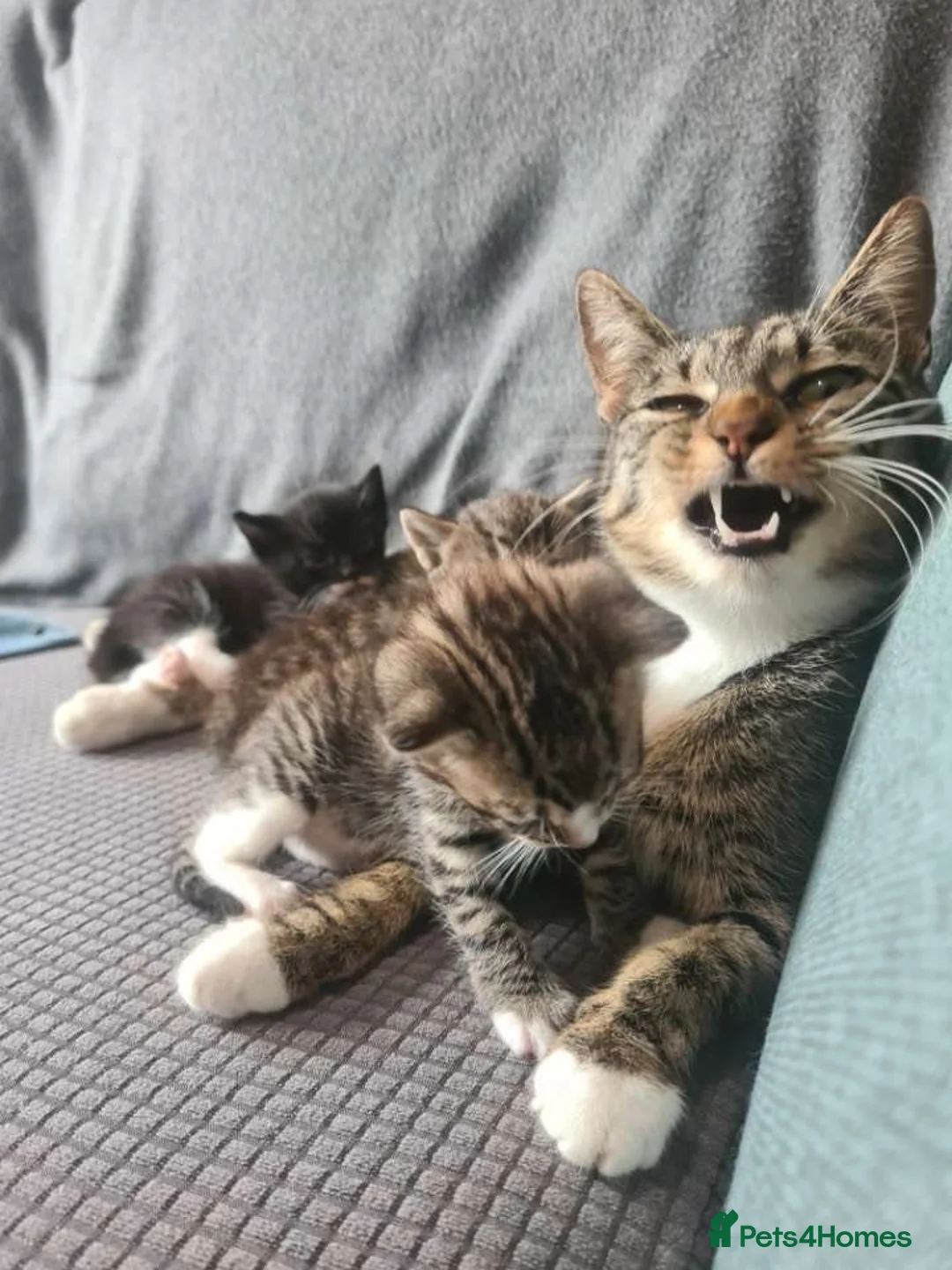 Egyptian Mau cats for sale: 2 beautiful baby boys  - Advert 1