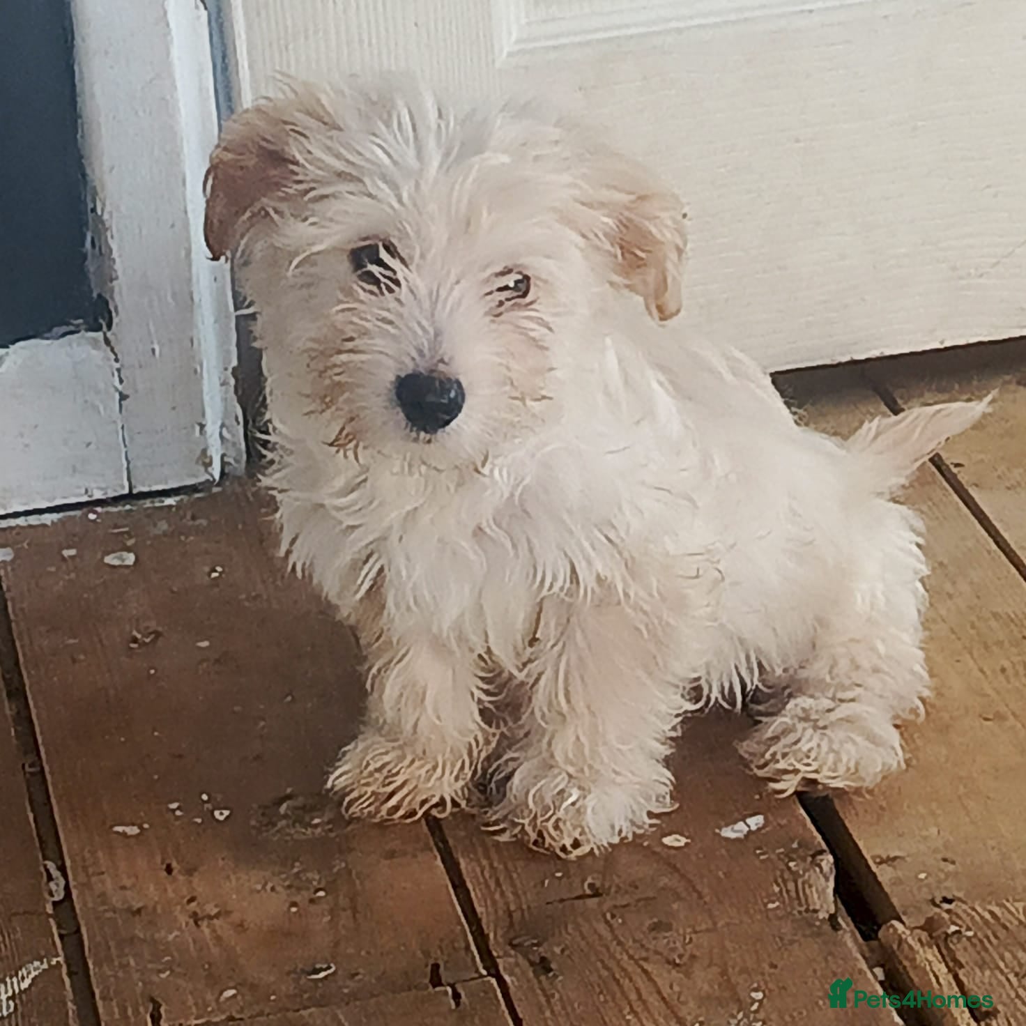 Maltese dogs 1 F1 cockapoo and Maltese Puppies 13 Weeks Old  - Advert 15