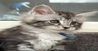 Maine Coon cats - Advert 9