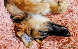 German Shepherd dogs for sale: German Shepherd female - Image 2
