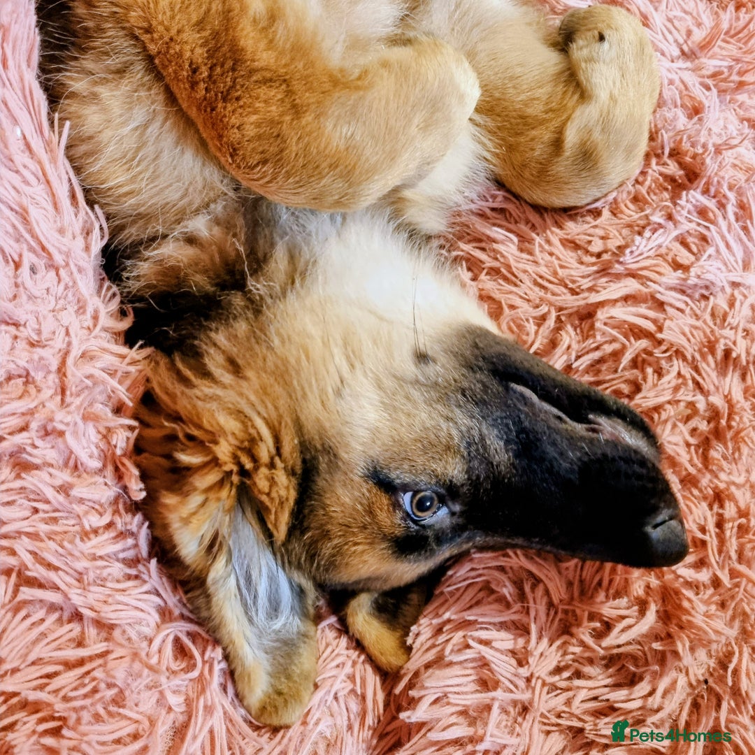 German Shepherd dogs for sale: German Shepherd female - Image 2