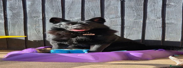 Max