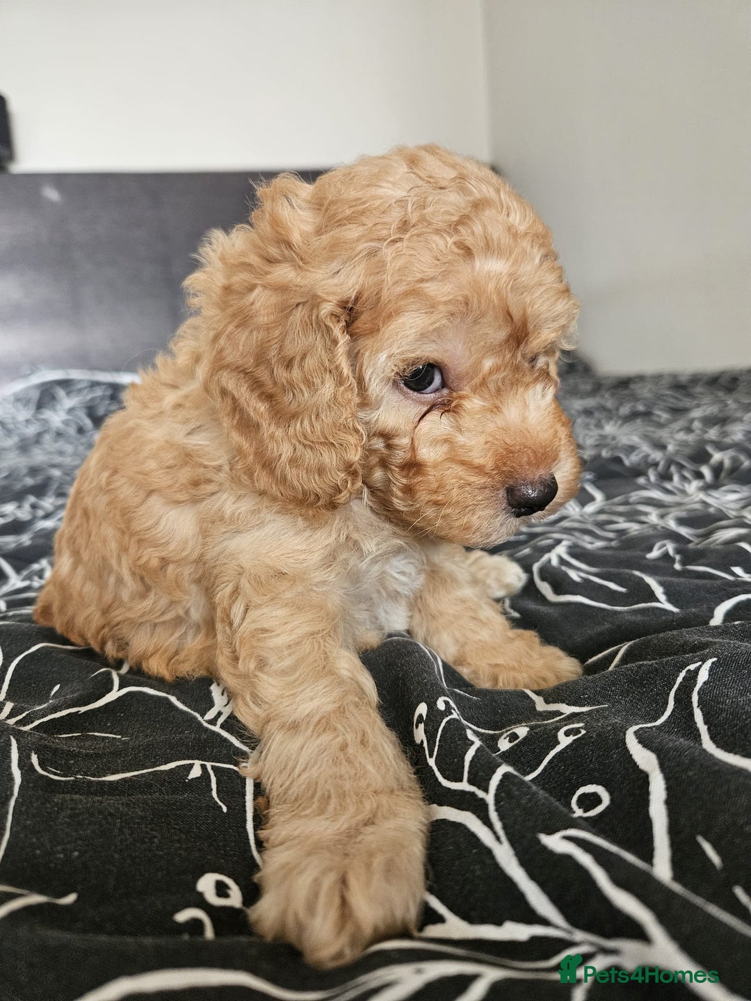 Cockapoo dogs for sale: Gorgeous cockapoo puppies, 2 boys and 2 girls - Advert 15