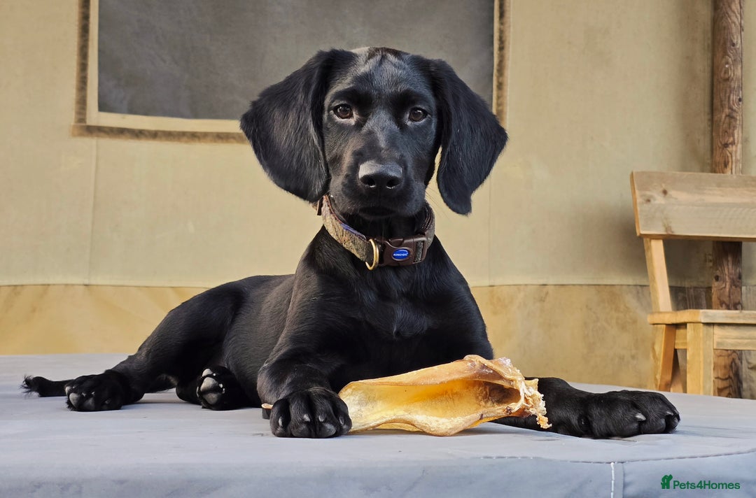 Springador dogs for sale: Happy, well behaved black Springador  - Image 2