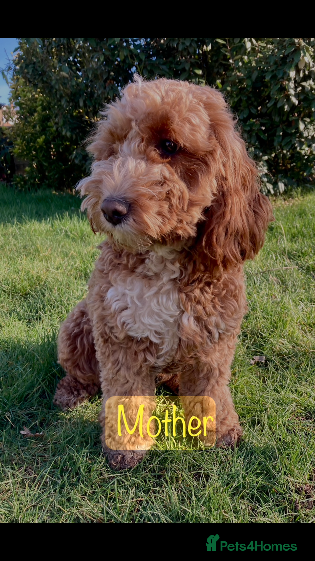 Cockapoo dogs for sale: Meet your new best friend!! - Image 12