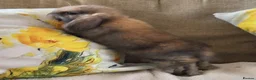 Mini Lop rabbits for sale: Mini lop buck - Advert 5