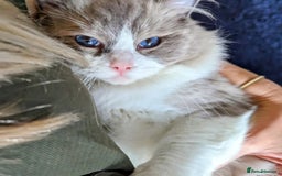 Ragdoll cats for sale: 🏆 🐾 Tica Registered EU Ragdoll Kittens 🐈 🏆 - Image 20
