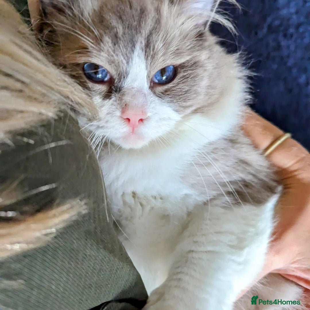 Ragdoll cats for sale: 🏆 🐾 Tica Registered EU Ragdoll Kittens 🐈 🏆 - Image 20