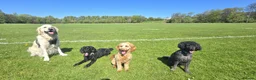Miniature Poodle dogs for sale: Loving Home Needed for Cooper - Advert 6