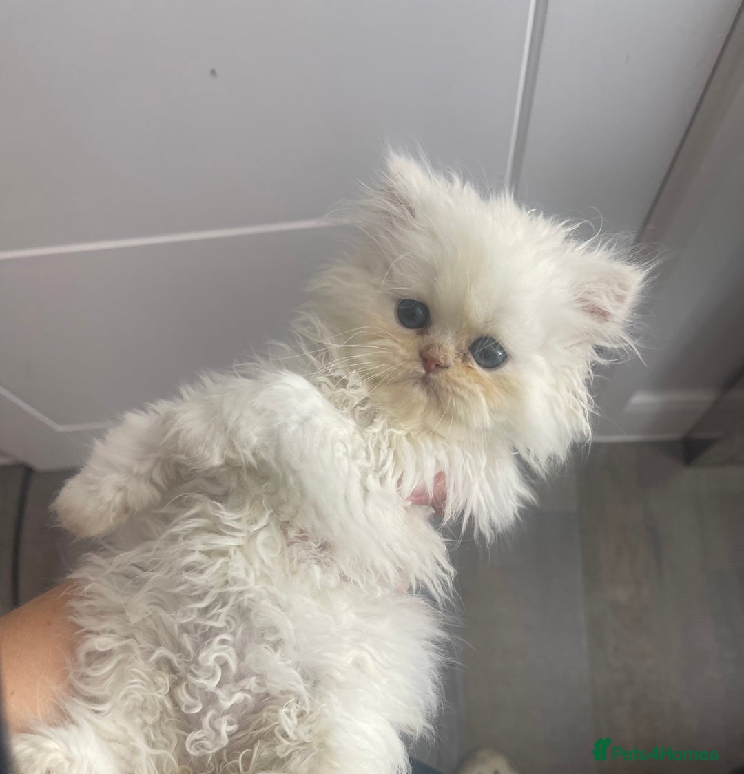 Persian cats for sale: Chinchilla Persian kittens  - Image 8