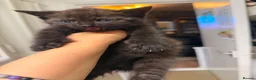 British Shorthair cats for sale: 5 British Shorthair kittens (MIXED) in London - Advert 4