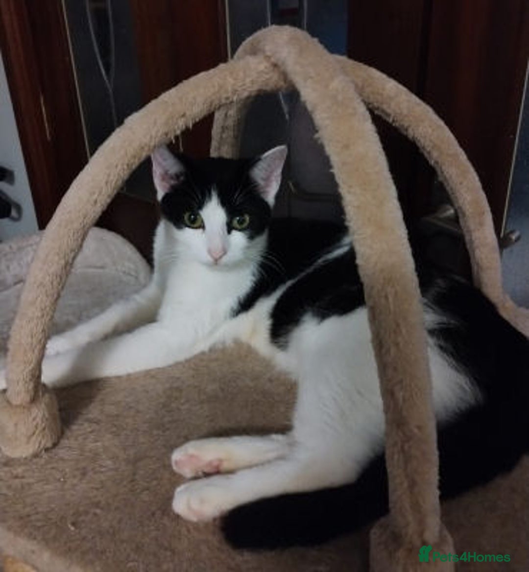 Mixed Breed cats for adoption: WILLOW IS RESERVED - Image 3