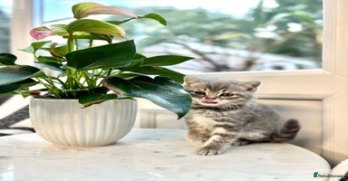 British Shorthair cats - Advert 11