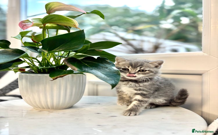 British Shorthair cats - Advert 1