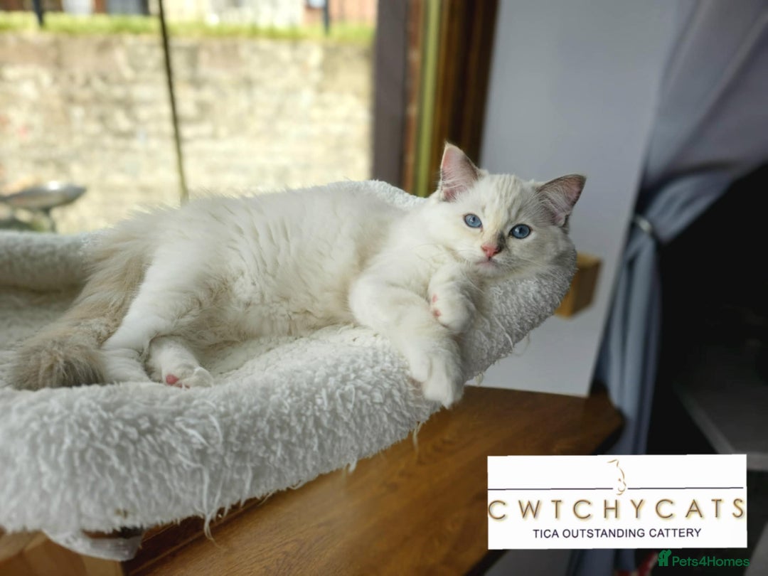 Ragdoll cats for sale: Top Quality, Tica Reg Kittens from Euro / US Lines - Image 5