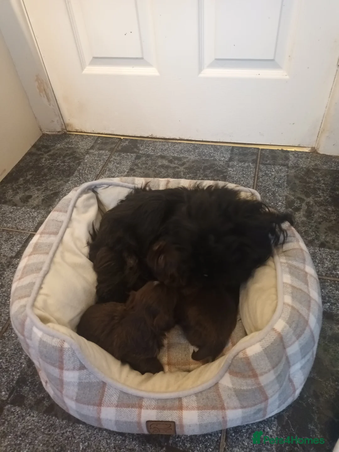 Shih Tzu dogs for sale: 2 imperial shih tzu pups  - Advert 1